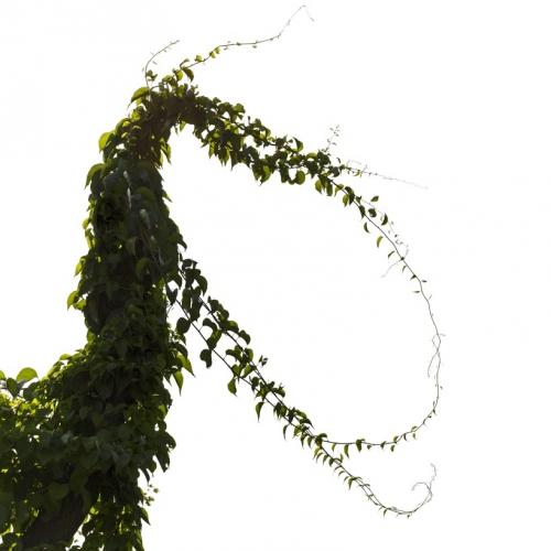 A picture of vines with leafs.