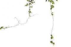 A picture of vines with leafs.
