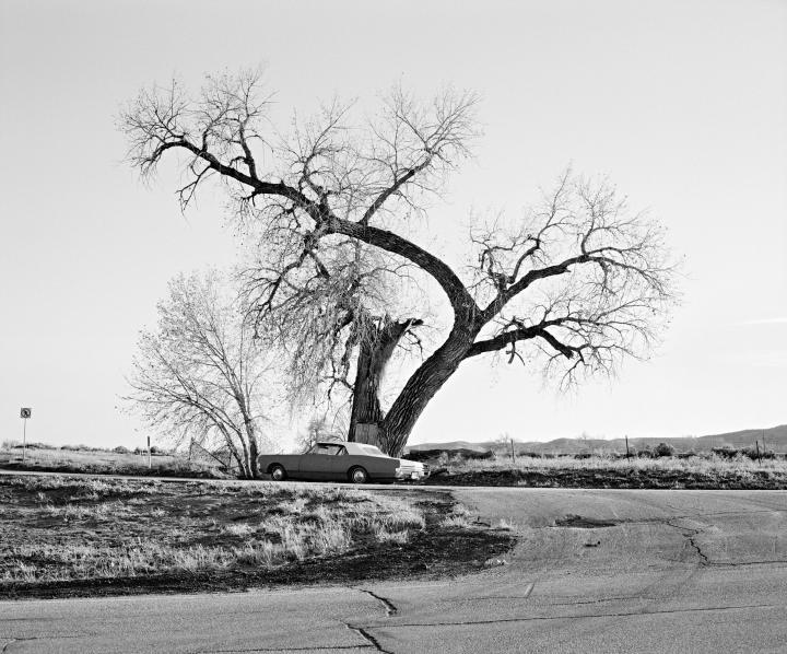 A car driving on a curve where a tree resides. 